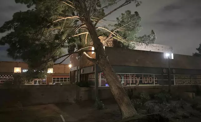 A uprooted tree is seen damaged after a storm moved through Monday, Oct. 13, 2025, in Tempe, Ariz. (AP Photo/Sejal Govindarao)