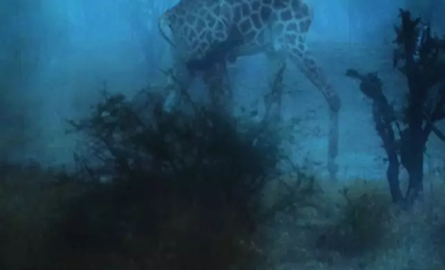 Pope Leo XIV, center, attends the International conference "Raising Hope for Climate Justice", in Castel Gandolfo, Italy, Wednesday, Oct. 1, 2025. (AP Photo/Alessandra Tarantino)