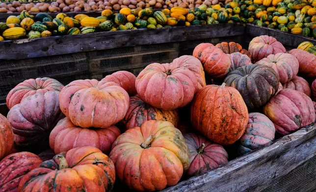 Pumpkins are displayed for sale at Klaistow farm’s annual pumpkin festival, which this year celebrates “powerful women,” in Beelitz near Berlin, Germany, Tuesday, Oct. 21, 2025. (AP Photo/Markus Schreiber)