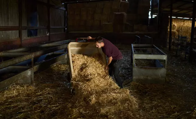 Shepherd Álvaro Esteban works inside the stable in Los Cortijos, central Spain, Friday, Oct. 10, 2025. (AP Photo/Bernat Armangue)