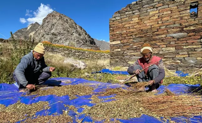 Kishan Singh, right, and Vijay Singh winnow buckwheat in Martoli village, in the northern Indian Himalayan state of Uttarakhand, on Oct. 4, 2025. (AP Photo/Satish Sharma)