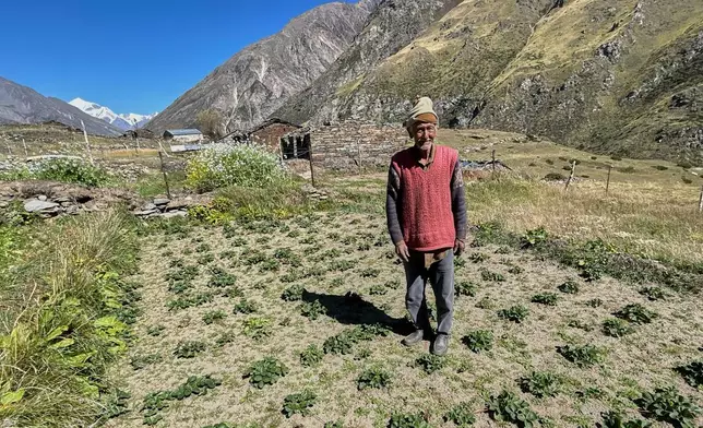 Kishan Singh walks in his strawberry field in Martoli village, in the northern Indian Himalayan state of Uttarakhand, on Oct. 4, 2025. (AP Photo/Satish Sharma)
