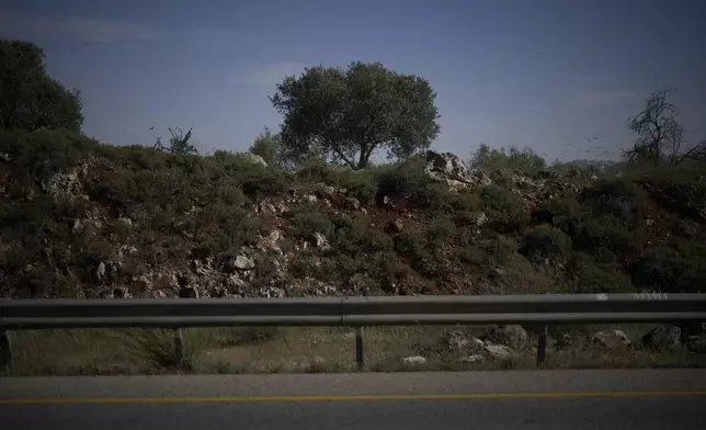A tree stands along Highway 60 on April 22, 2025, near the spot where 14-year-old Amer Rabee was killed by Israeli soldiers in the West Bank town of Turmus Ayya. (AP Photo/Leo Correa)