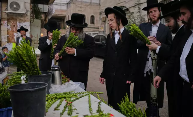 Ultra-Orthodox Jewish men inspect myrtle branches to determine if it is ritually acceptable as one of the four items used as a symbol on the upcoming Jewish holiday of Sukkot, in Jerusalem's Mea Shearim neighborhood, Sunday, Oct. 5, 2025. (AP Photo/Ohad Zwigenberg)