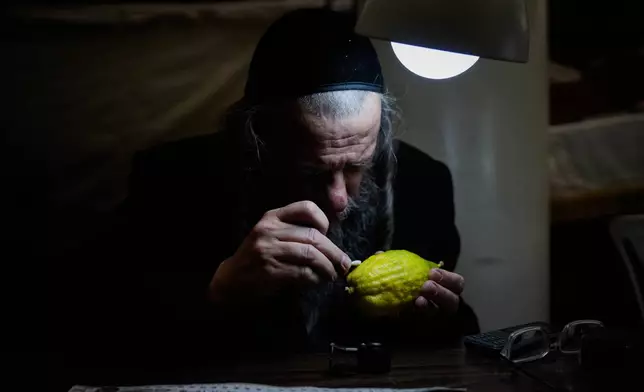 An ultra-Orthodox Jewish man inspects an etrog, a citrus fruit, to determine if it is ritually acceptable as one of the four items used as a symbol on the upcoming Jewish holiday of Sukkot, in Jerusalem's Mea Shearim neighborhood, Sunday, Oct. 5, 2025. (AP Photo/Ohad Zwigenberg)