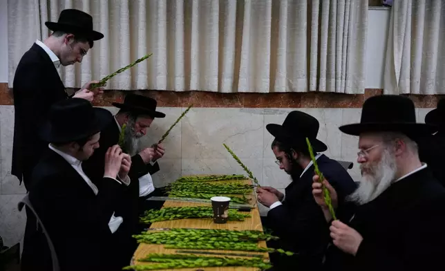 Ultra-Orthodox Jewish men inspect myrtle branches to determine if it is ritually acceptable as one of the four items used as a symbol on the upcoming Jewish holiday of Sukkot, in Jerusalem's Mea Shearim neighborhood, Sunday, Oct. 5, 2025. (AP Photo/Ohad Zwigenberg)