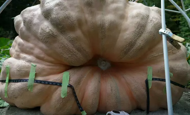 A measuring tape encircles Tony Scott's pumpkin he grew in his Wappingers Falls, N.Y., backyard on Sept. 17, 2025. (AP Photo/Shelby Lum)