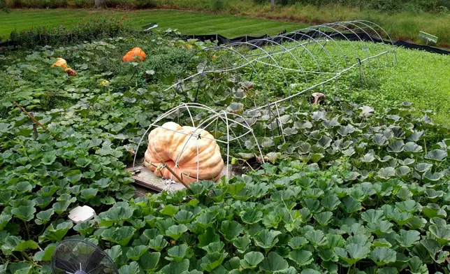 Tony Scott's pumpkin sits in his Wappingers Falls, N.Y., backyard on Sept. 17, 2025. (AP Photo/Shelby Lum)