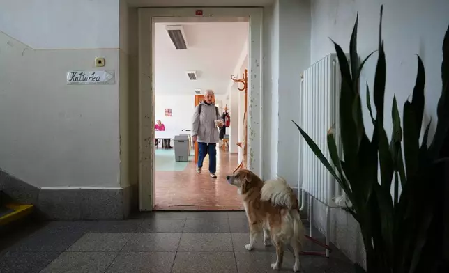 A dog waits at a polling station in Ostrava, Czech Republic, Friday, Oct. 3, 2025. (AP Photo/Petr David Josek)