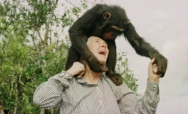 FILE - Jane Goodall plays with Bahati, a 3-year-old female chimpanzee, at the Sweetwaters Chimpanzee Sanctuary near Nanyuki, north of Nairobi, on Dec. 6, 1997. (AP Photo/Jean-Marc Bouju, File)