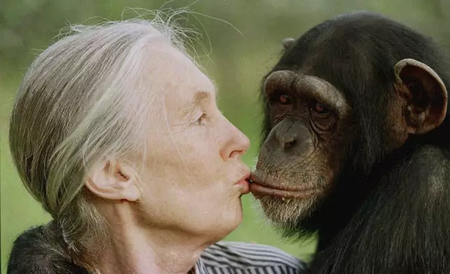 FILE - Jane Goodall kisses Tess, a female chimpanzee, at the Sweetwaters Chimpanzee Sanctuary near Nanyuki, north of Nairobi, on Dec. 6, 1997. (AP Photo/Jean-Marc Bouju, File)