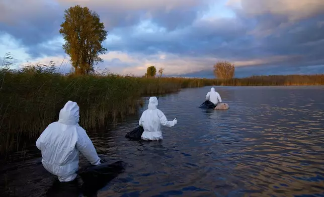 Environmental workers collect the bodies of birds that have died from bird flu in a lake in Linum, Brandenburg, Germany, Monday, Oct. 27, 2025. (AP Photo/Ebrahim Noroozi)