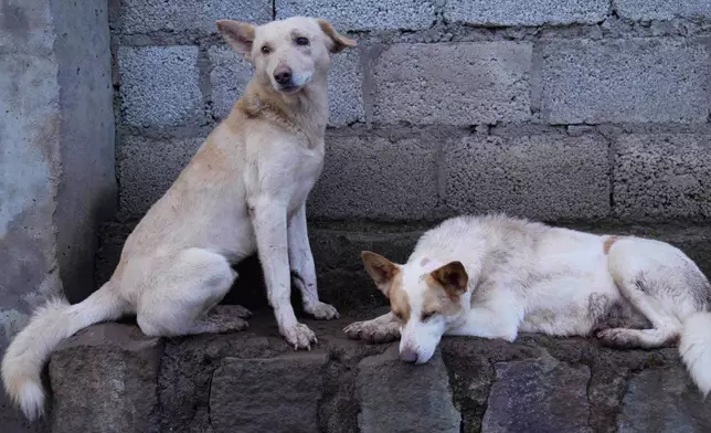 Stray dogs that were abandoned on the streets rest at a shelter in Addis Ababa, Ethiopia, Sunday, Sept. 7, 2025. (AP Photo/Brian Inganga)