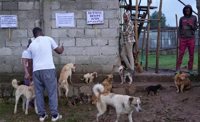 Abandoned stray dogs rest at a shelter in Addis Ababa, Ethiopia, Sunday, Sept. 7, 2025. (AP Photo/Brian Inganga)
