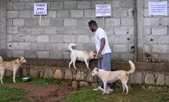 Stray dogs that were abandoned on the streets rest at a shelter in Addis Ababa, Ethiopia, Sunday, Sept. 7, 2025. (AP Photo/Brian Inganga)