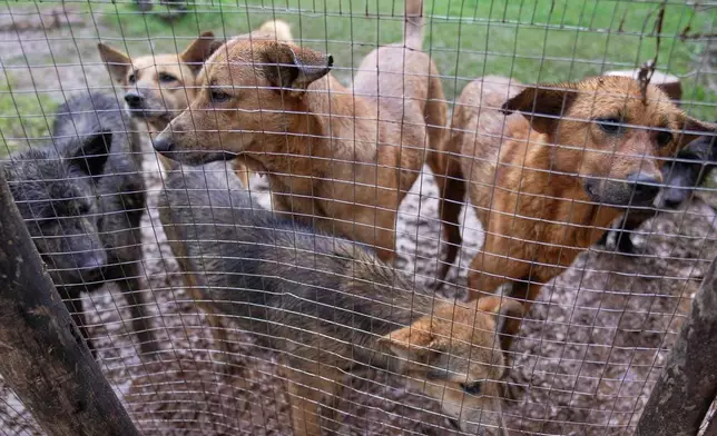 Stray dogs that were abandoned on the streets rest at a shelter in Addis Ababa, Ethiopia, Sunday, Sept. 7, 2025. (AP Photo/Brian Inganga)
