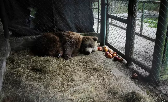 Florencia, a brown bear, lies in her cage at the former Lujan Zoo, which closed in 2020, where in recent days a global animal welfare organization has been treating animals, in Lujan, Argentina, Thursday, Oct. 30, 2025. (AP Photo/Natacha Pisarenko)