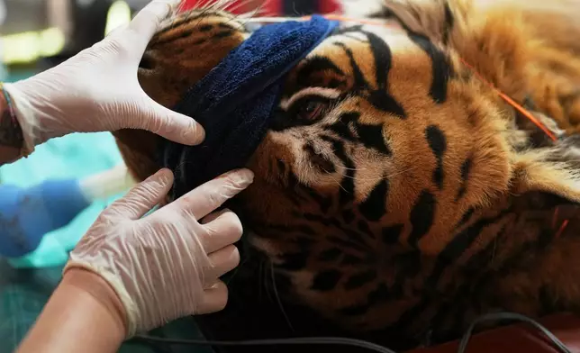 Members of a global animal welfare organization treat a tiger at the former Lujan Zoo, which closed in 2020, in Lujan, Argentina, Thursday, Oct. 30, 2025. (AP Photo/Natacha Pisarenko)
