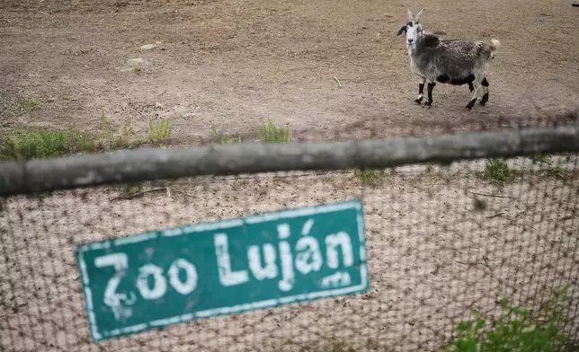 A goat looks out from behind a fence at the former Lujan Zoo, which closed in 2020, where in recent days a global animal welfare organization has been treating animals, in Lujan, Argentina, Thursday, Oct. 30, 2025. (AP Photo/Natacha Pisarenko)