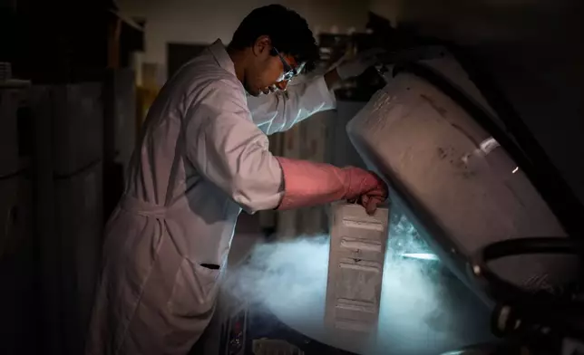 Researcher Manav Jain poses for a portrait while pulling human T-cells from a liquid nitrogen storage tank in a biomedical engineering lab at Johns Hopkins University in Baltimore, Md., Tuesday, May 13, 2025. Jain helps design biodegradable nanoparticles that could deliver new treatments for autoimmune diseases, making sure they're the right size to reach rogue immune cells in different parts of the body. "I think the engineering thing that I feel was drilled into me from day one is thinking about identifying problems and then figuring out how to pinpoint what needs to be solved or improved upon. It's small baby steps that then amount to big steps. The field that I work in has moved quite fast. I think it's really exciting seeing what's coming out." (AP Photo/David Goldman)