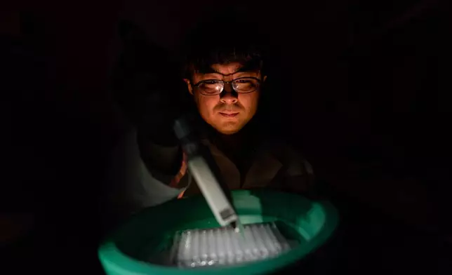Dr. Norio Hanata, a research fellow, poses for a portrait while diluting patient blood samples in the lab where he works at the National Institutes of Health, Monday, Aug. 25, 2025, in Bethesda, Md. As a rheumatologist in Japan, he saw a lot of patients with autoimmune diseases. "By doing this research we can overcome some unmet needs for the patients. We can know what we don't know." (AP Photo/David Goldman)