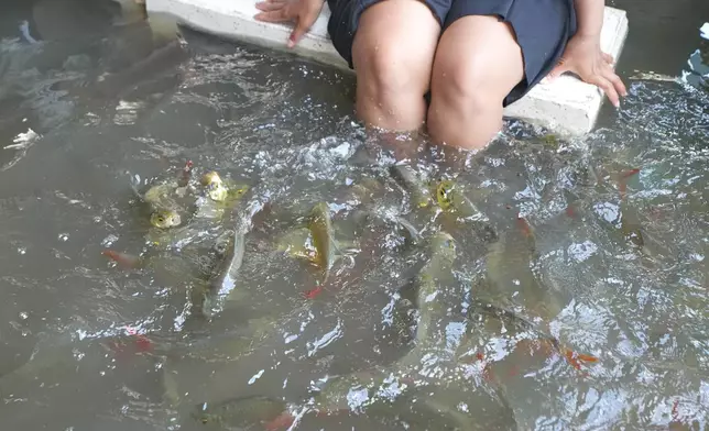 Diners at the Pa Jit restaurant feed fish in the aisles that come from floods from the Tha Chin River in Thailand's Nakhon Pathom province, west of Bangkok, Thailand, Friday, Nov. 14, 2025. (AP Photo/Sakchai Lalit)