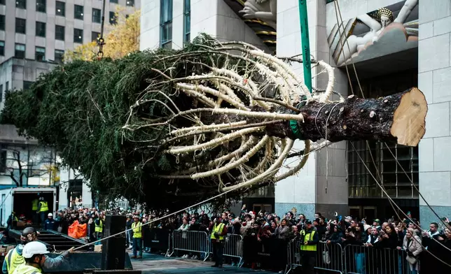 The Rockefeller Center Christmas tree is lifted at Rockefeller Plaza, Saturday, Nov. 8, 2025, in New York. (AP Photo/Eduardo Munoz Alvarez)
