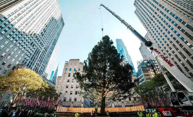 Rockefeller Center Christmas tree is lifted by a crane into place at Rockefeller Plaza, Saturday, Nov. 8, 2025, in New York. (AP Photo/Eduardo Munoz Alvarez)