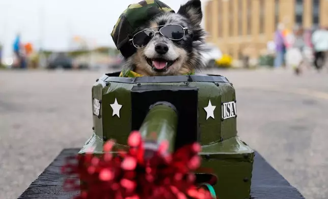 Mojo, a dog owned by Alicia Town, of Kalamazoo, sits in a tank costume during an event for dog trick-or-treating, Friday, Oct. 17, 2025, in Lansing, Mich. (AP Photo/Ryan Sun)