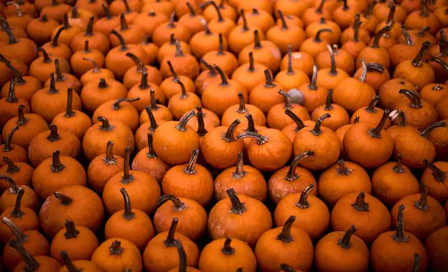 Pumpkins are displayed for sale at Klaistow farm’s annual pumpkin festival, which this year celebrates “powerful women,” in Beelitz near Berlin, Germany, Tuesday, Oct. 21, 2025. (AP Photo/Markus Schreiber)