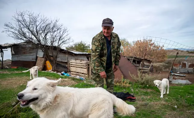 Farmer Anastasios Kasparidis stands outside his sheep pen with his three dogs in Levea village, northern Greece, on Thursday, Oct. 30, 2025, days after a bear attack killed three of his sheep. (AP Photo/Giannis Papanikos)
