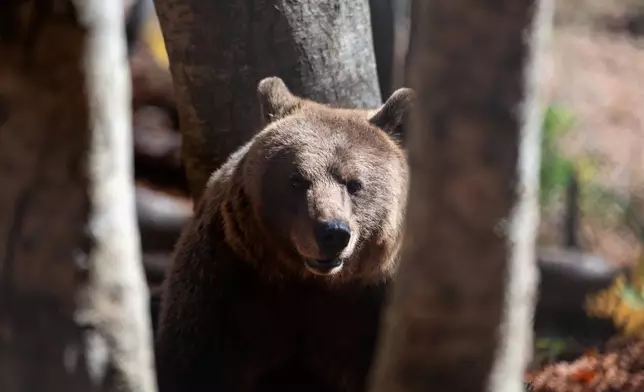 A brown bear peers through the trees inside the Arcturos bear sanctuary in Nymfaio, northern Greece, on Thursday, Oct. 30, 2025. (AP Photo/Giannis Papanikos)