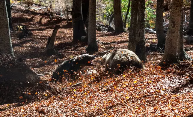 Two brown bears playfully wrestle inside the Arcturos sanctuary in Nymfaio, northern Greece, on Thursday, Oct. 30, 2025. (AP Photo/Giannis Papanikos)