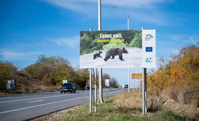 Cars drive in Edessa - Florina road Near Amyntaio, northern Greece as a sign showing bears reads in Greek "We live together. Reduce speed!" on Thursday, Oct. 30, 2025. (AP Photo/Giannis Papanikos)