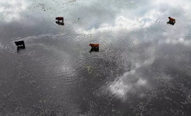 FILE - Cows stand in floodwaters at a farm in Buenos Aires province, Argentina, July 25, 2025. (AP Photo/Natacha Pisarenko, File)