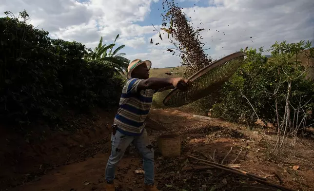 FILE - Coffee producer Jose Natal da Silva sifts coffee beans on his farm in Porciuncula, Rio de Janeiro state, Brazil, July 17, 2025. (AP Photo/Bruna Prado, File)