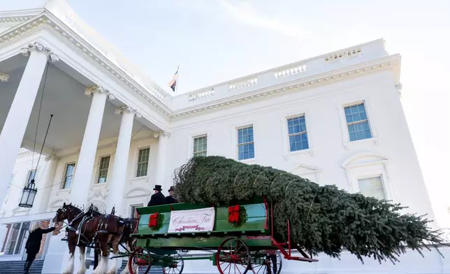 The official 2025 White House Christmas Tree, a white fir from Korson's Tree Farms in Michigan, on the North Portico of the White House, Monday, Nov. 24, 2025, in Washington. (AP Photo/Julia Demaree Nikhinson)