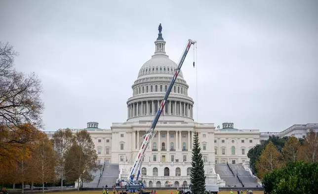 The Capitol Christmas Tree, a 53-foot red fir, arrives to the U.S. Capitol from the Humboldt-Toiyabe National Forest in Nevada, Friday, Nov. 21, 2025, in Washington. (AP Photo/Julia Demaree Nikhinson)