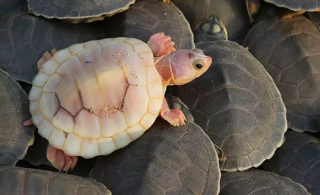 FILE - An albino turtle hatchling crawls over other giant Amazon river turtle hatchlings ahead of their release in Tapaua, Amazonas state, Brazil, Nov. 17, 2025. (AP Photo/Edmar Barros, File)