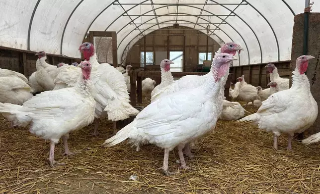 Turkeys are seen on a farm Thursday, Nov. 20, 2025, in Sylvan Township, Mich. (AP Photo/Mike Householder)