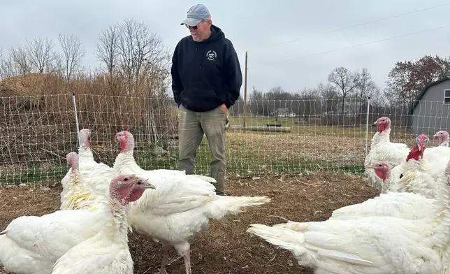 Larry Doll interacts with turkeys on his farm Thursday, Nov. 20, 2025, in Sylvan Township, Mich. (AP Photo/Mike Householder) _