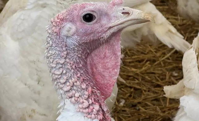 A turkey is seen on a farm Thursday, Nov. 20, 2025, in Sylvan Township, Mich. (AP Photo/Mike Householder)
