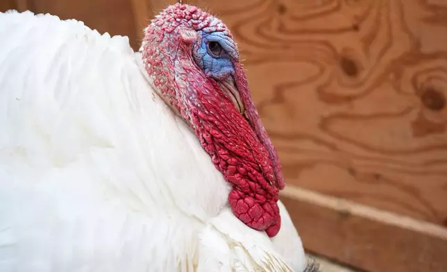 A tom turkey named Gus watches visitors in an enclosure at Luvin Arms Animal Sanctuary, Friday, Nov. 21, 2025, in Erie, Colo. (AP Photo/David Zalubowski)