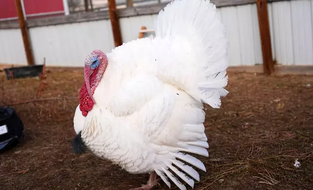A pardoned tom turkey named Gus fans his tail feathers in an enclosure at Luvin Arms Animal Sanctuary, Friday, Nov. 21, 2025, in Erie, Colo. (AP Photo/David Zalubowski)