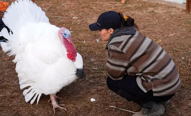 Kelly Nix, executive director of Luvin Arms Animal Sanctuary, confers with a pardoned tom turkey named Gus at the sanctuary, Friday, Nov. 21, 2025, in Erie, Colo. (AP Photo/David Zalubowski)