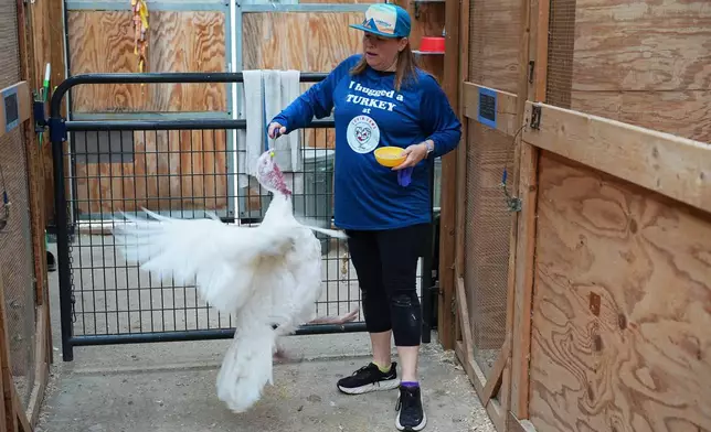 Lanette Cook, education and engagement manager at Luvin Arms Animal Sanctuary, has a pardoned turkey named Pearl perform a trick at the sanctuary, Friday, Nov. 21, 2025, in Erie, Colo. (AP Photo/David Zalubowski)