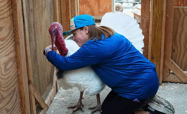 Lanette Cook, education and engagement manager at Luvin Arms Animal Sanctuary, hugs a pardoned turkey named Gus that now lives at the rescue, Friday, Nov. 21, 2025, in Erie, Colo. (AP Photo/David Zalubowski)