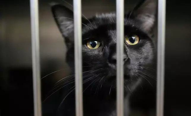 An owner surrendered cat is seen at the New Leash On Life animal shelter, Thursday, Nov. 6, 2025, in Lebanon, Tenn. (AP Photo/George Walker IV)