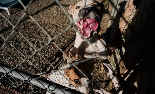 Dogs are seen at the New Leash On Life animal shelter, Thursday, Nov. 6, 2025, in Lebanon, Tenn. (AP Photo/George Walker IV)