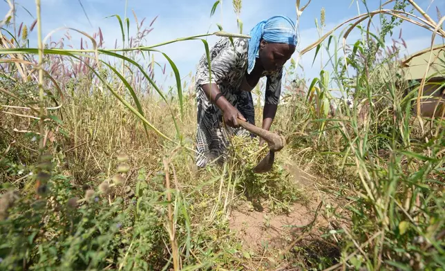 Deborah Reuben, who was kidnapped with others in her community and later released after ransom was paid, clears the grass from a farm in Kaduna, northwestern Nigeria, Nov. 6, 2025. (AP Photo/Sunday Alamba)